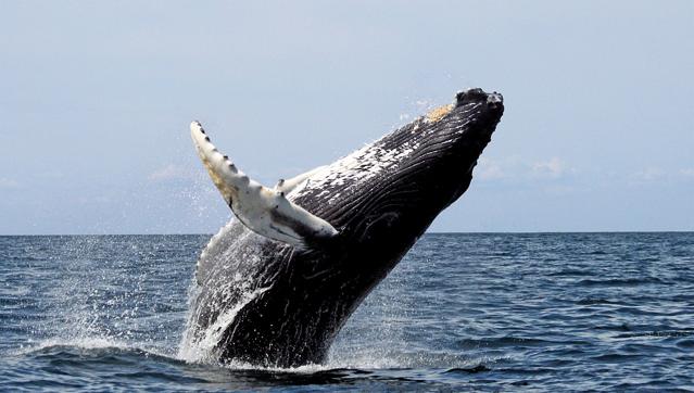 Stellwagen Bank National Marine Sanctuary